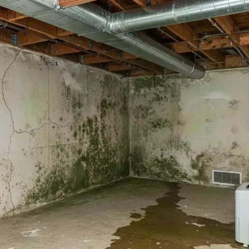 Professional Mold Removal in Owensville, MO